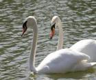 Swans κολύμβηση ήρεμα